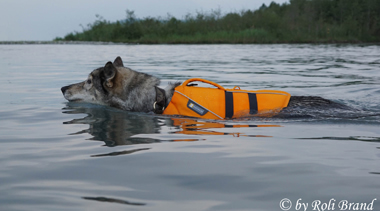 Hundeschwimmweste von RUFFWEAR